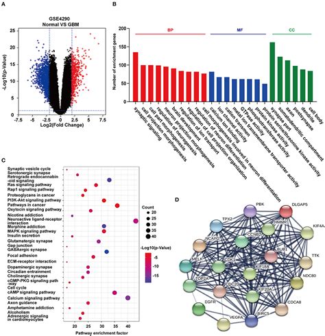 Frontiers LncRNAs Predicted To Interfere With The Gene Regulation