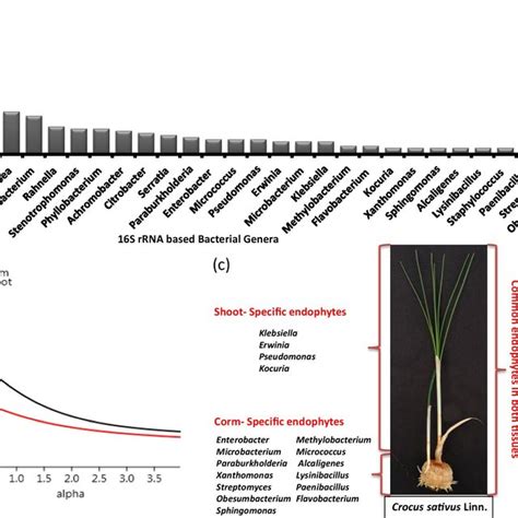 The Diversity Of The Culturable Bacterial Endophytes Of C Sativus A