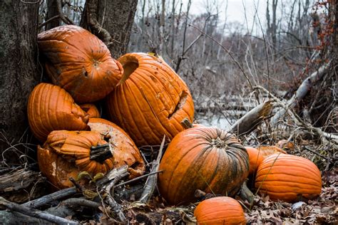 How To Keep Your Pumpkins From Rotting This Halloween Expert Advice