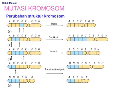 Ppt Bab 6 Mutasi Powerpoint Presentation Free Download Id 3259933