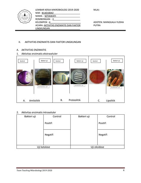 Solution Lembar Kerja Praktikum Mikrobiologi Acara Aktivitas Enzimatis