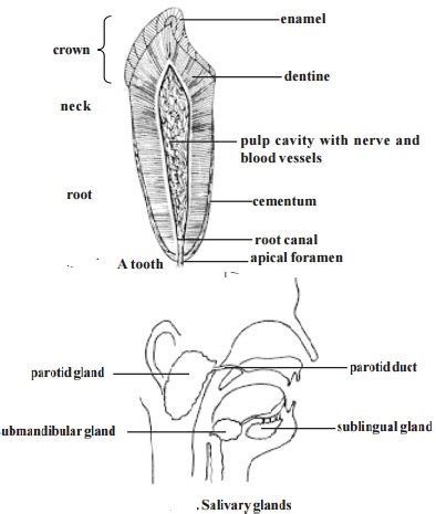 Human Entire Digestive System Process With Diagram Mouth Or Buccal