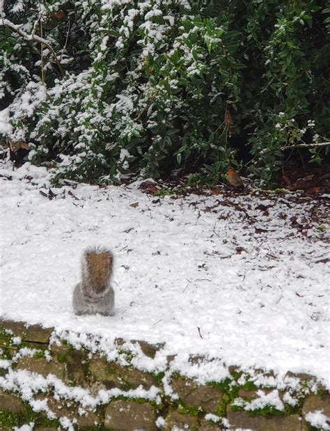 Morning meetings (Saltwell Park, UK) : r/winterporn