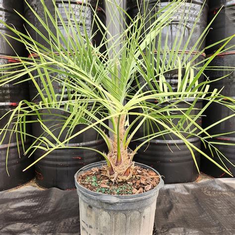 7 Gallon Palm Tree Etsy