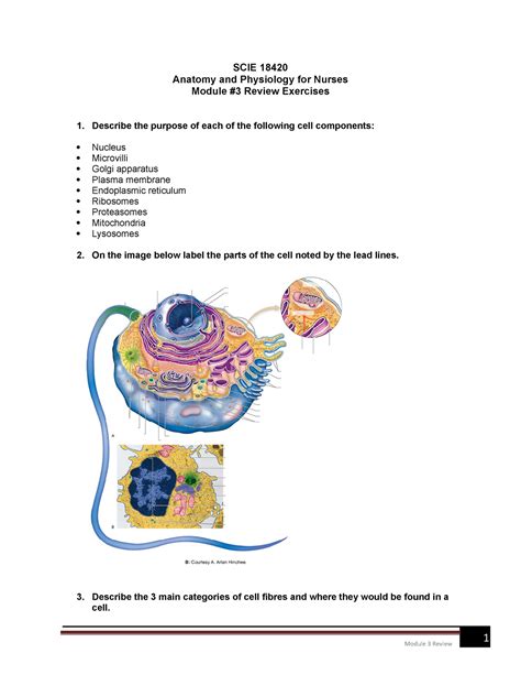 Module Cells And Tissues Review Exercises Module Review Scie