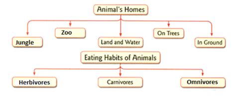 Omnivore Animals Chart