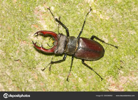 Una Toma Vista Superior Lucanus Cervus Escarabajo Macho Ciervo Tronco