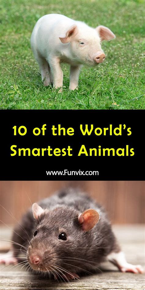 10 Of The Worlds Smartest Animals Artofit