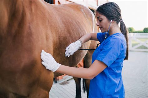 Inside A Vet Techs First Aid Kit For Horses