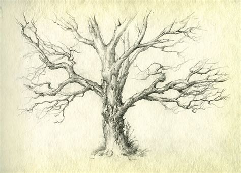 Old Tree Pencil On Paper 20x29 Cm 2009 Yaroslav Gerzhedovich Flickr