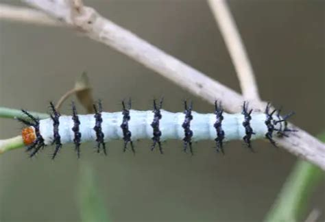 40 Types of Caterpillars With Spikes (Pictures and Identification)