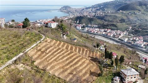 Giresun da 3 yılda 158 dekar fındık bahçesi yenilendi Son Dakika