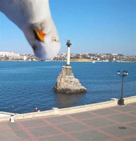Funny Pictures – May 7, 2017 | Animales divertidos, Memes para reirse ...