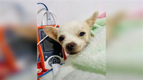 La Conmovedora Historia De Pincky El Perro Chihuahua Que Se Volvió