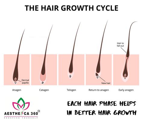 Hair Growth Cycle Hair Growth Cycle Hair Growth Hair Science