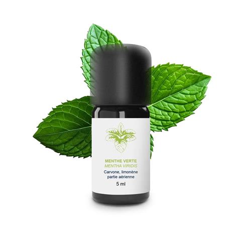 Plante Menthe verte ses propriétés et indications aromathérapiques