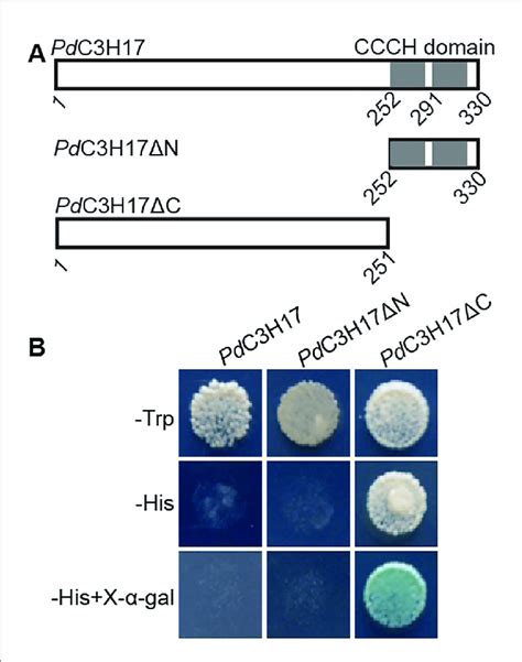 Transactivation Analysis Of Different Regions Of Pdc3h17 Fused With Download Scientific