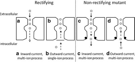 Schematic Illustrating The Rate Limiting Steps In Ion Conduction