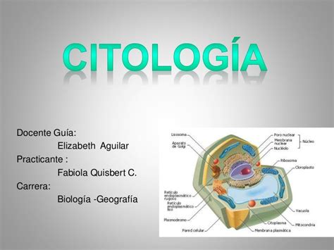 Citologia