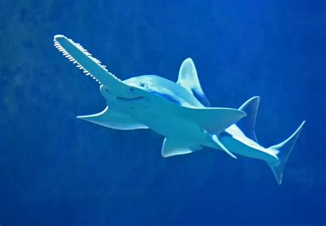 Fun Largetooth Sawfish Facts For Kids | Kidadl