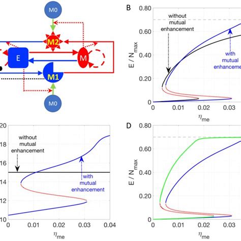 Effects Of Interconversion Between M1 And M2 Cells Mediated By Cancer Download Scientific