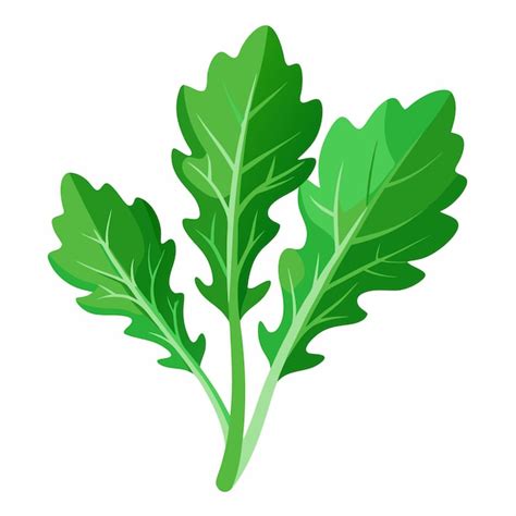 Premium Vector Arugula Clipart Cartoon Style Vector Illustration