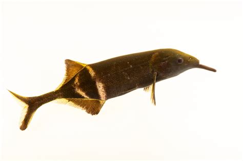 Elephant Nose Fish Gnathonemus Petersii Joel Sartore