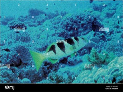 Chagos archipelago hi-res stock photography and images - Alamy