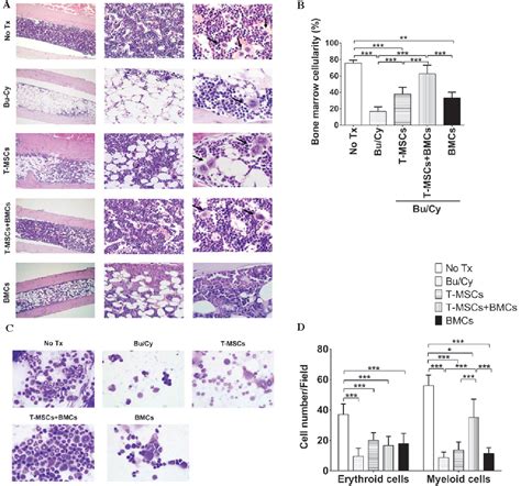 Figure From Human Tonsil Derived Mesenchymal Stromal Cells Enhanced