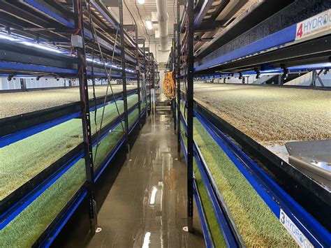 No Soil No Problem Hydroponic Farming Could Help Combat Climate