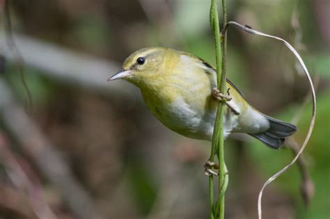 Leiothlypis Warblers Genus Leiothlypis INaturalist