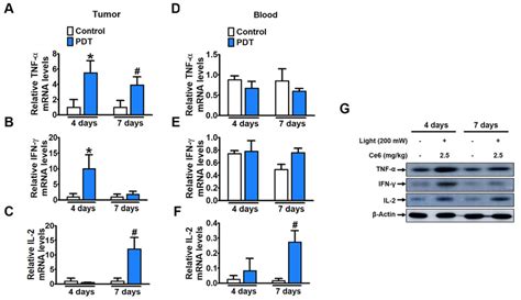 Th Related Cytokine Expression Level Changes After Ce Pdt Treatment