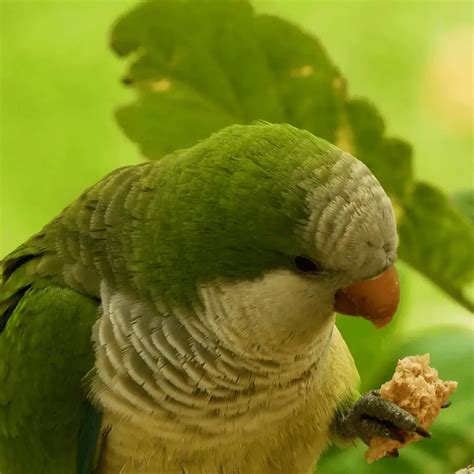 Quaker parrot - Habitat Food Behavior Breeding and Mutations