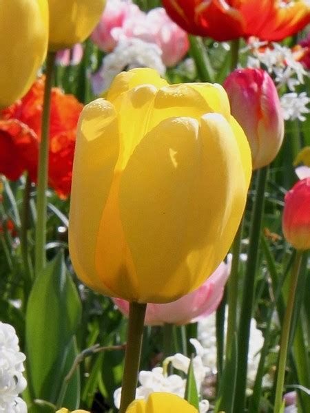 Tulip Golden Oxford Bulk Bulbs Ie