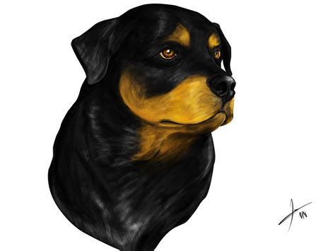 Rottweiler By Jiinarts On Deviantart