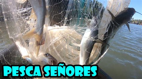 Pesca De Bagres Con Atarraya En El Estero YouTube