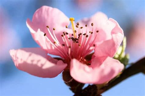 Peach blossom Flower | Prunus persica | BioExplorer.net