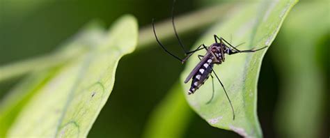 Mosquito Identification, Life Cycle & Anatomy - Types of Mosquitoes