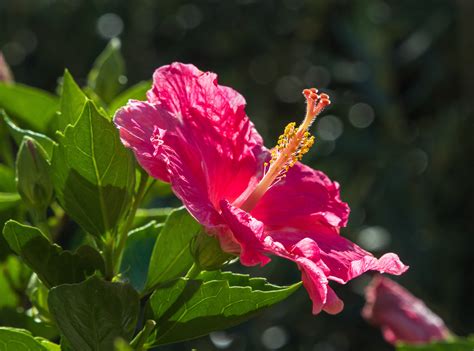 Fotos Gratis Hibisco Flor P Talo Nica Rosado Hibisco Chino