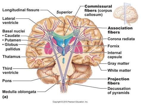 Physio Exam 1 Studyblue