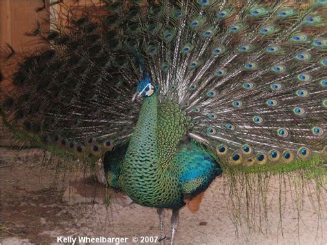 Peafowl 101 B Java Green Peafowl This Is The Java Green Pavo Muticus