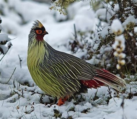 Birds of the World: Blood pheasant