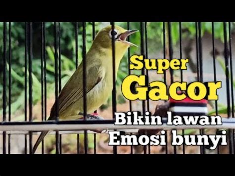 Kecial Kuning Gacor Ngejos Super Gesit Suara Besar Bikin Lawat Cepat