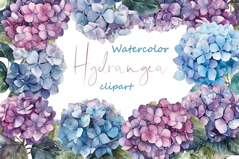 Watercolor Floral Clipart Hydrangea Png Graphic By Komtsyantatyanaart