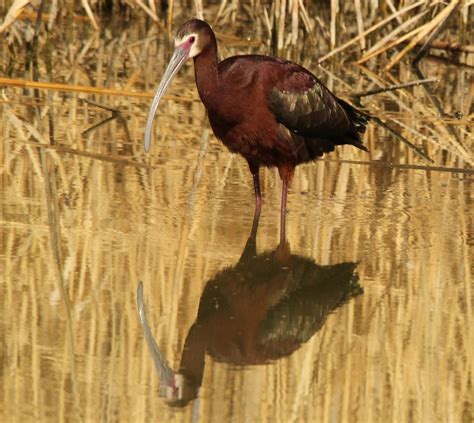 White Faced Ibis Bear River Migratory Bird Refuge A Photo On Flickriver