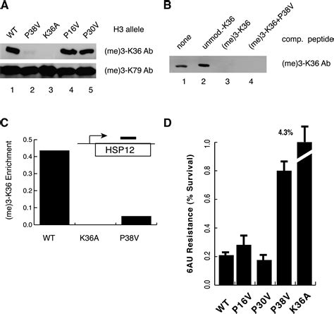 Proline Isomerization Of Histone H3 Regulates Lysine Methylation And