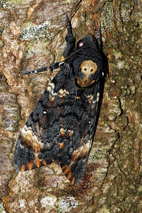 Totenkopfschwaermer Naturwissenschaftlicher Verein für Schwaben e V