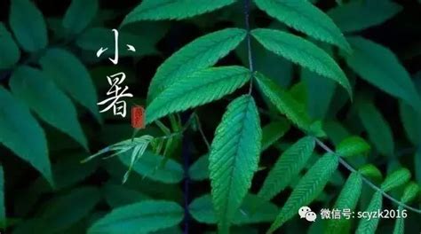 小暑节气注意事项：5个养生小贴士伴你过炎热