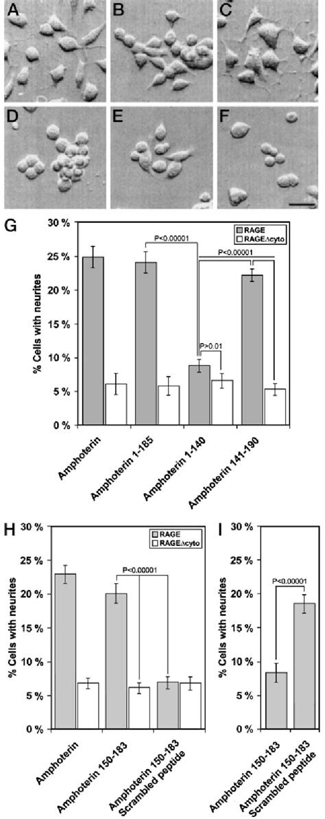 Figure From Receptor For Advanced Glycation End Products Binding Cooh