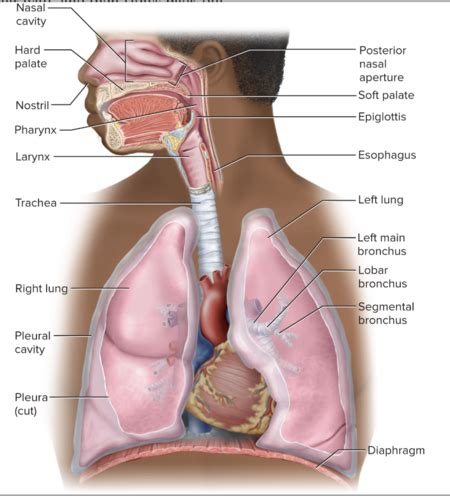 Chapter The Respiratory System Flashcards Quizlet